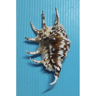 【阿草雜貨舖】-＊蜘蛛螺《嚴選漂亮紋路》＊- 殼長約12.85公分，產地：菲律賓