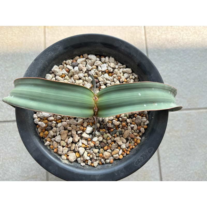 百歲蘭/千歲蘭/奇想天外/二葉樹（Welwitschia mirabilis）種子實生3號