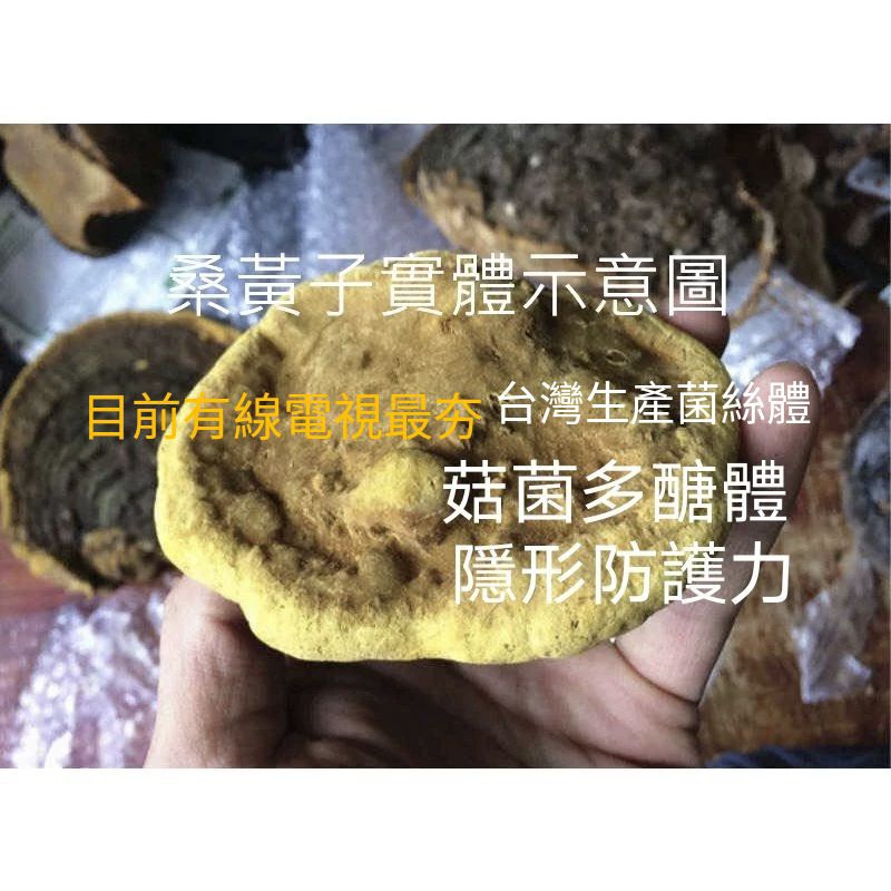 [桑黃]菌絲體-森林中的黃金（台灣生產製造乾式穀類發酵菌絲體-粉末)