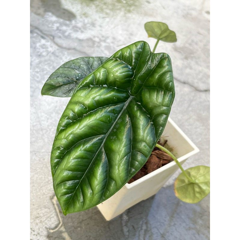 Alocasia baginda 'Dragon Scale ｜🌿植悟誌