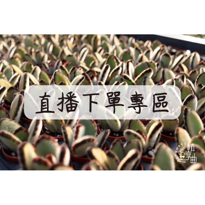 植享曲  多肉植物  仙人掌  直播下單區