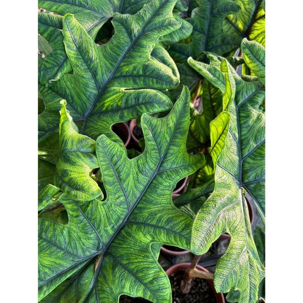 植系青屬-傑克林觀音蓮/觀葉植物/五吋盆