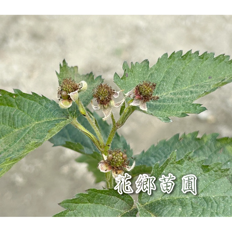 《花鄉苗圃》  黑莓、無刺黑莓