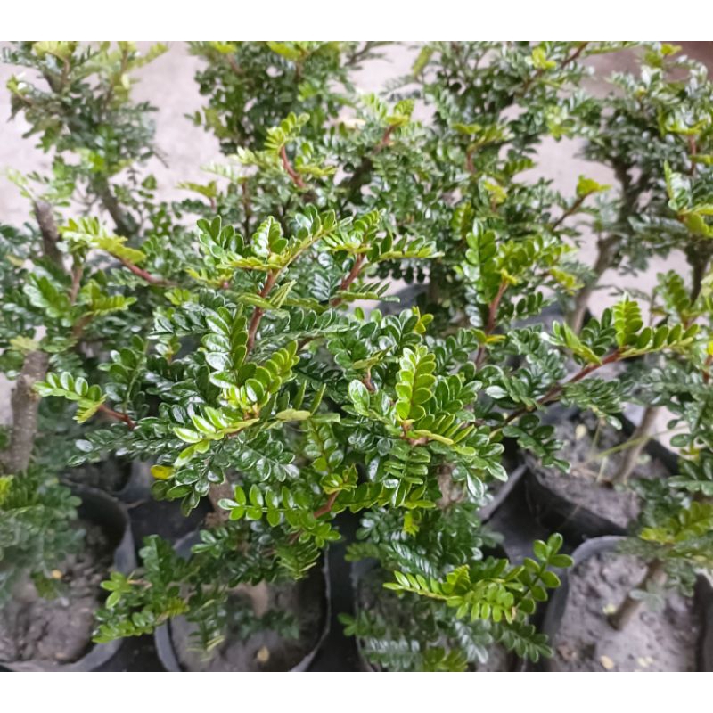 玫森 胡椒樹 3.5袋苗 觀葉植物
