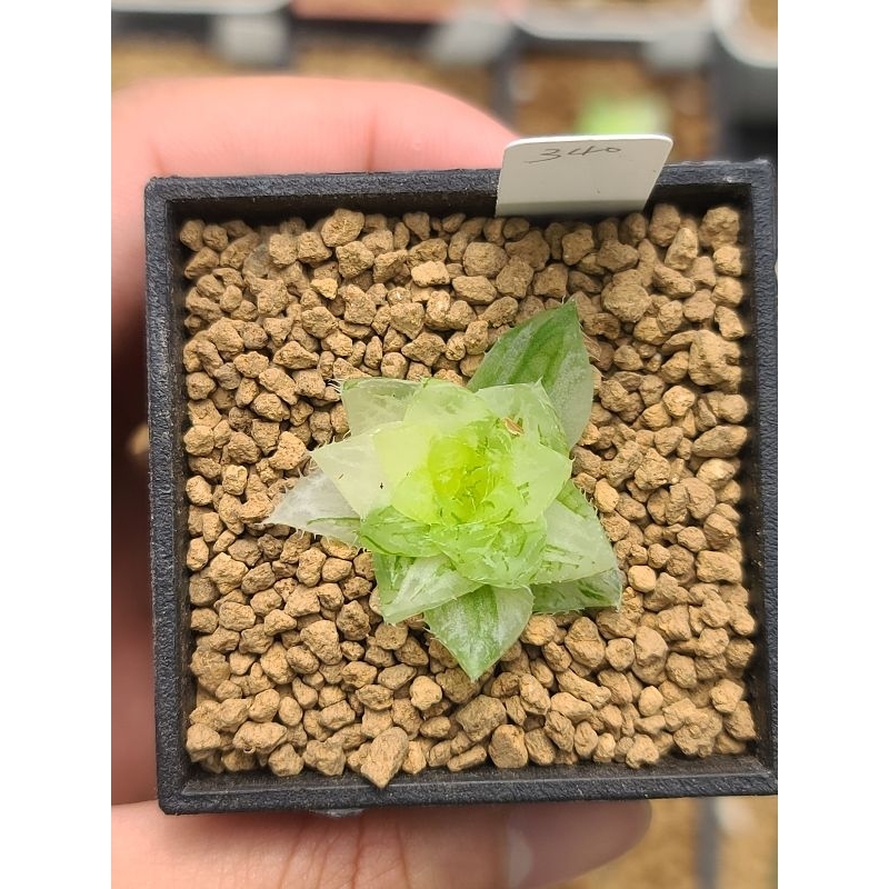 🔥櫻水晶玉露錦（340）🔥 一物一拍 多肉植物   玉露  百合科 阿福花