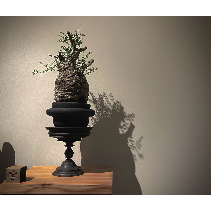 細川政己　台座 11cm 新品未使用　Hosokawa Masami 細川政己的價格推薦- 2025年12月| 比價比個夠BigGo