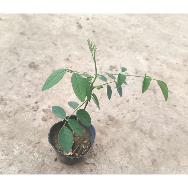 蝶豆花. 蝶豆—苗2盆100元..多辦..單瓣
