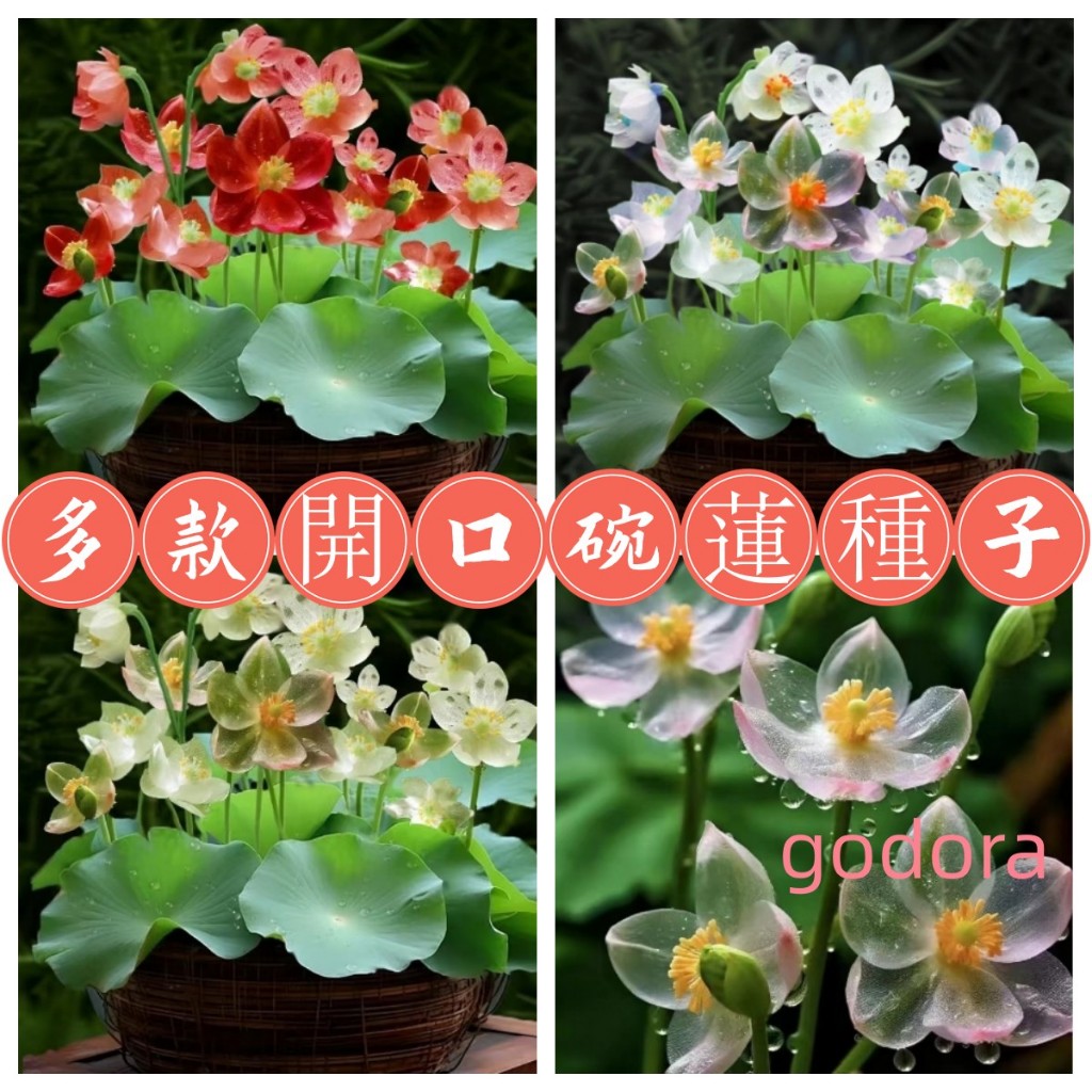 【新品碗蓮種子】微型碗蓮 水培水養 四季開花 水培碗蓮種子 植物睡蓮 已開口蓮花種子 發芽率高