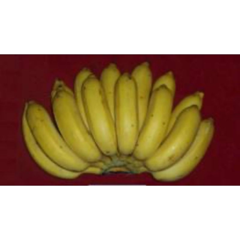 呂宋蕉 芭蕉 呂宋香蕉苗 菲律賓蕉