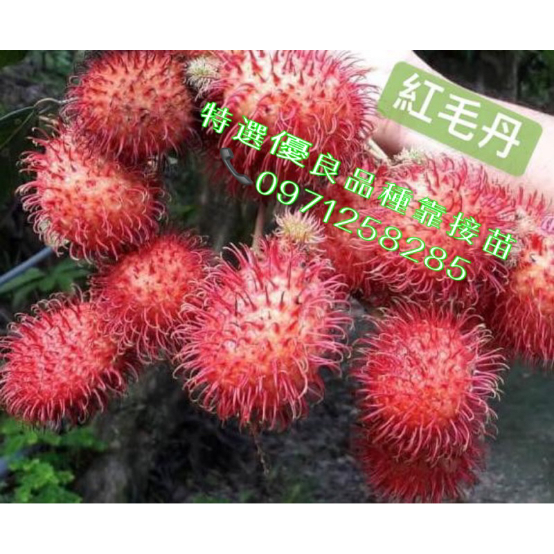 優選品種～靠接紅毛丹/4～4.5吋盤/離核品種/快速來花、產量高、適合台灣氣候種植、產期長
