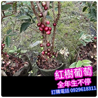✅艾斯卡四季樹葡萄✅【3-8年齡 各尺吋】已生過 、此品種接近全年結果、可盆栽開花結果、可地植 水果苗 福岡樹葡萄