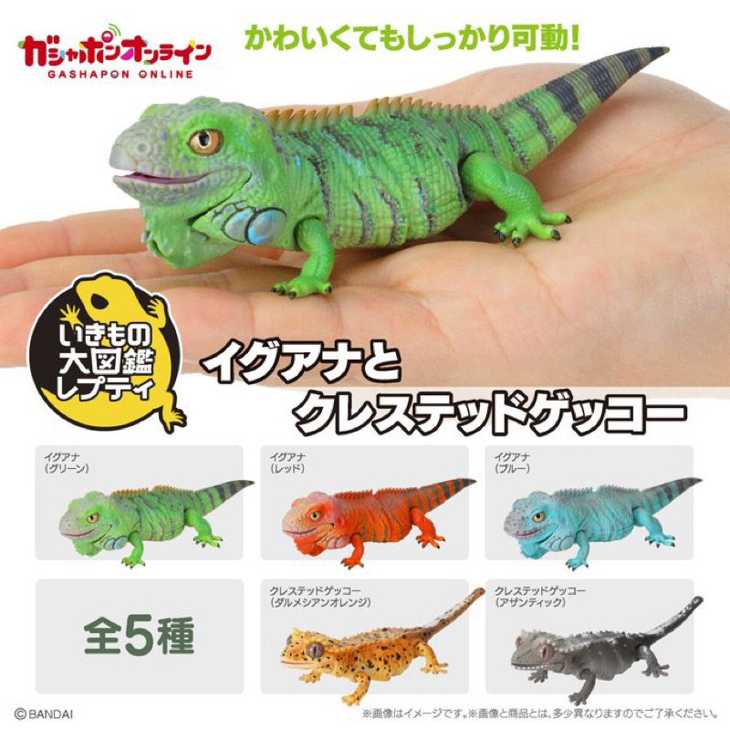 🐱貓星人🉐️現貨 生物大圖鑑 綠鬣蜥 扭蛋 轉蛋 大山椒魚 六角恐龍 寵物 變色龍 守宮 蜥蜴