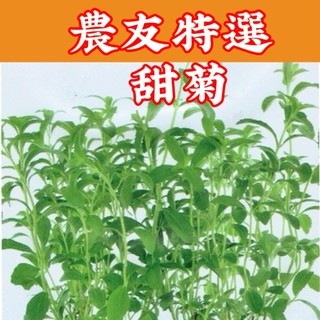 【現貨】甜菊 (Stevia) sv-585 每包約10粒 農友種苗特選種子 全年皆可種植