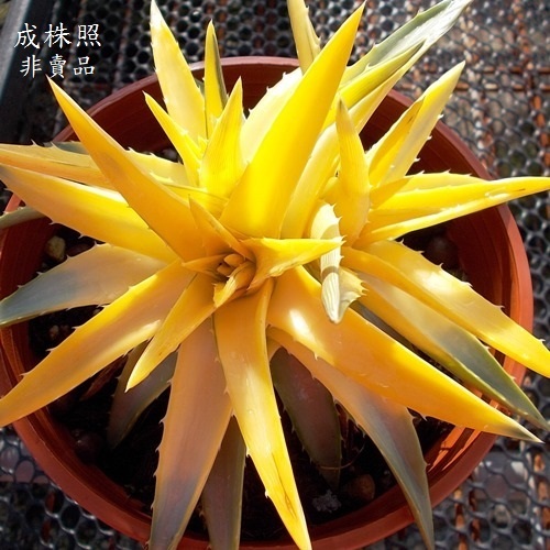 沙漠鳳梨~Dyckia 'Yellow Glow'，精選特黃品系(直徑7cm+，裸根)