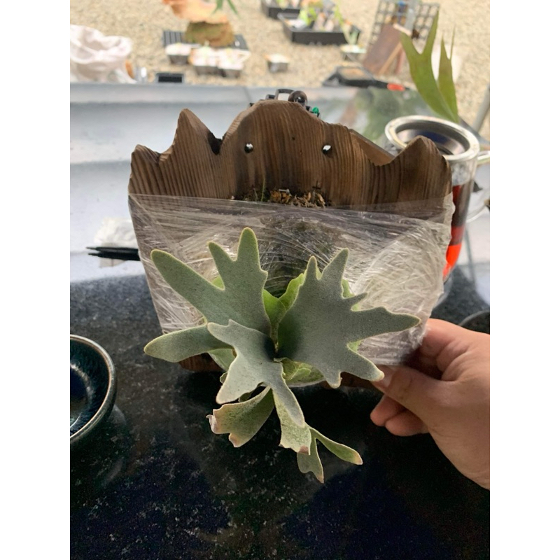 侏儒爪哇-細菌鹿角蕨P. willinckii ‘Bacteria’ sporeling 鹿角蕨
