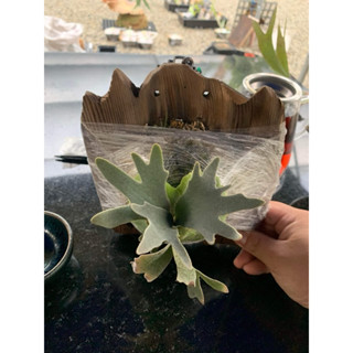 侏儒爪哇-細菌鹿角蕨P. willinckii ‘Bacteria’ sporeling 鹿角蕨