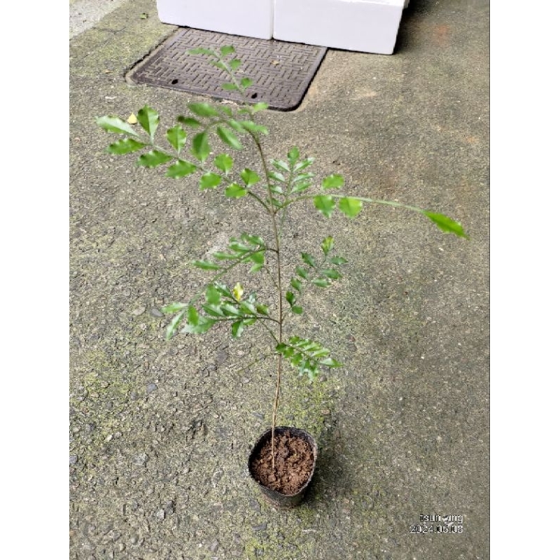 ~秀山農場~~ 光蠟樹苗~~綠化植物~獨角仙最愛~(樹#229-1)~