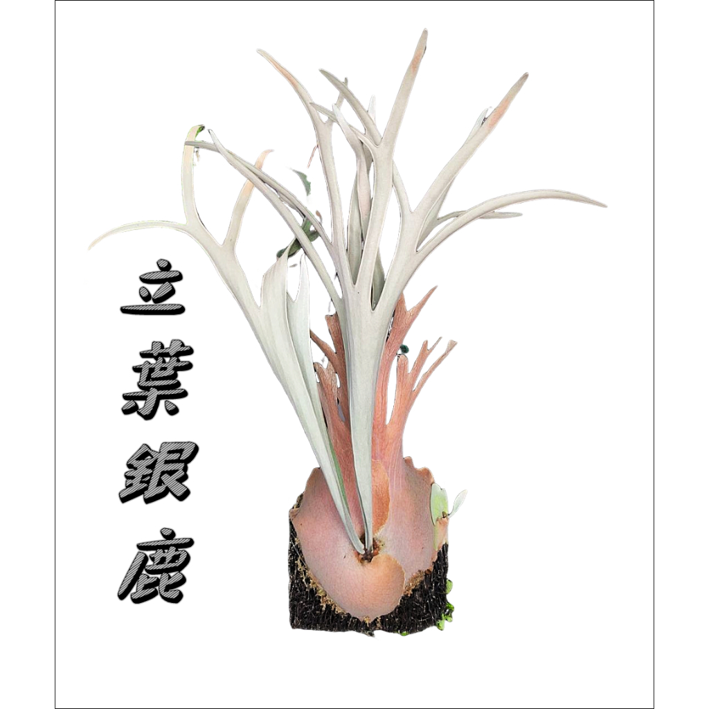 鹿角蕨 立葉 銀葉鹿角蕨(銀鹿鹿角蕨) Platy. veitchii silver(賣場有亞猴捲捲鹿女王巨獸細菌)