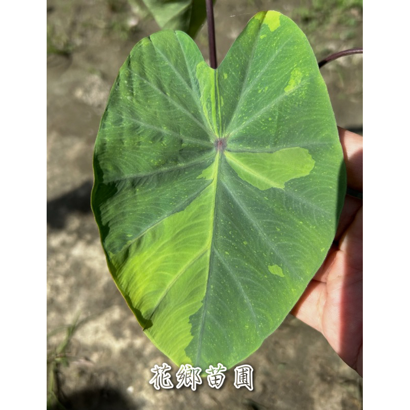 《花鄉苗圃》  檸檬萊姆水芋