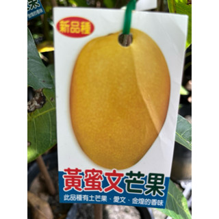 黃蜜文 芒果｜4吋/4.5吋苗植袋～嫁接果樹苗木⋯