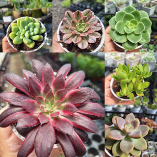 棒球天章、翡翠水餃天章、梅花鹿章、天章、綠雀扇章、咖啡豆章～乎你紅莊園2500種多肉植物~搭配大加樂介質土發根快~合力宏