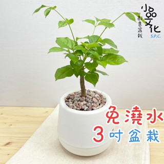 【小品文化】進財樹【現貨】3吋雪胖免澆水盆栽 室內植物 室內盆栽 懶人盆栽 水培植物 水培盆栽 室內盆栽 觀葉植物