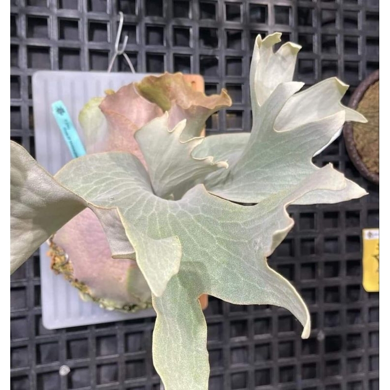 興鹿園  FSQ spore(未命名)  鹿角蕨 正側芽( FSQ spore pup)