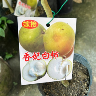 ✅香妃白柿✅冰淇淋果 嫁接苗 White Sapote 水果樹苗/新興果樹/觀賞植物/水果樹苗/果苗/植物
