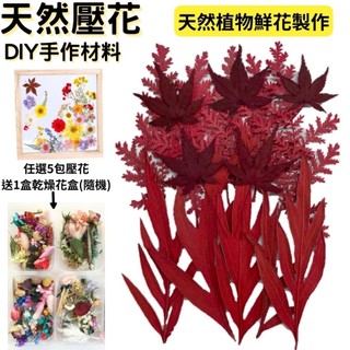 【A-ONE】壓花材料 乾燥花材料 壓花 押花 手工壓花 植物 壓花DIY 乾花 乾燥花DIY 書籤乾燥花