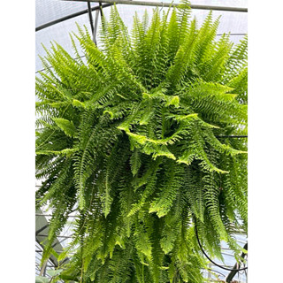 爆大盆爆美 翡翠窗簾蕨 虎斑窗簾蕨🌿植悟誌