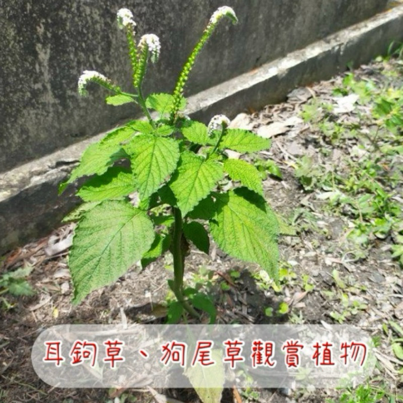 優惠價｜狗尾草種子｜狗尾蟲草｜耳鉤草｜蟾蜍草