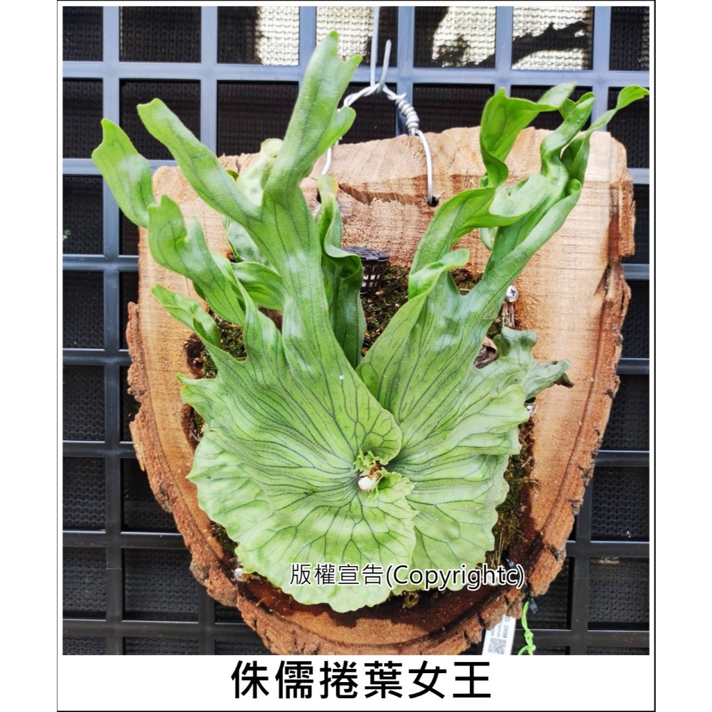 侏儒Jenny的價格推薦 - 2025年12月 | 比價比個夠BigGo
