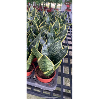 金邊短葉虎尾蘭3吋盆、多肉植物、室內植物、淨化空氣、療癒、含盆寄出