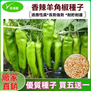 ✨原廠直銷【包裝種子】羊角椒種子大甜辣椒籽七彩螺絲椒美人椒薄皮辣椒種子茄門甜椒 蔬菜瓜果種子大全