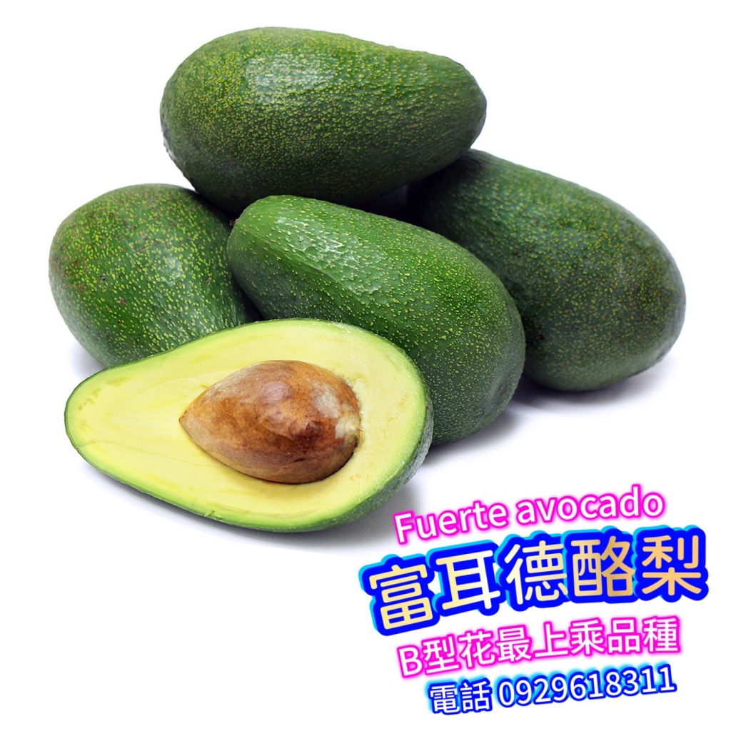 ✅富爾德酪梨盆栽✅B型花最好吃品種 Fuerte avocado 美國酪梨/秋可 秋可得 厚兒 紅心園 竹崎早生 章安