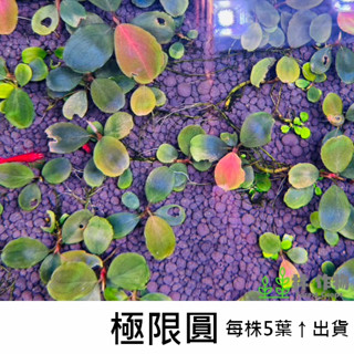 《林作物》稀有水草【極限圓】辣椒榕 神秘草 水中葉 前景 中景 陰性草 一般級