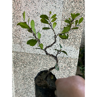 臺灣特有種 黑檀 / 象牙木 ｜上鋁絲塑型～頂級盆栽植物⋯
