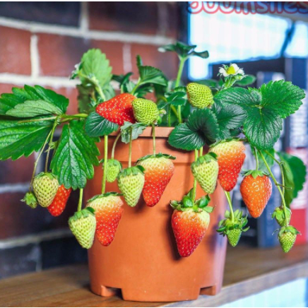 當季採摘 盆栽草莓種子 黑巴克草莓種籽 紅草莓 白草莓 黃草莓種子 奶油草莓種子 高產四季種植 水果超甜