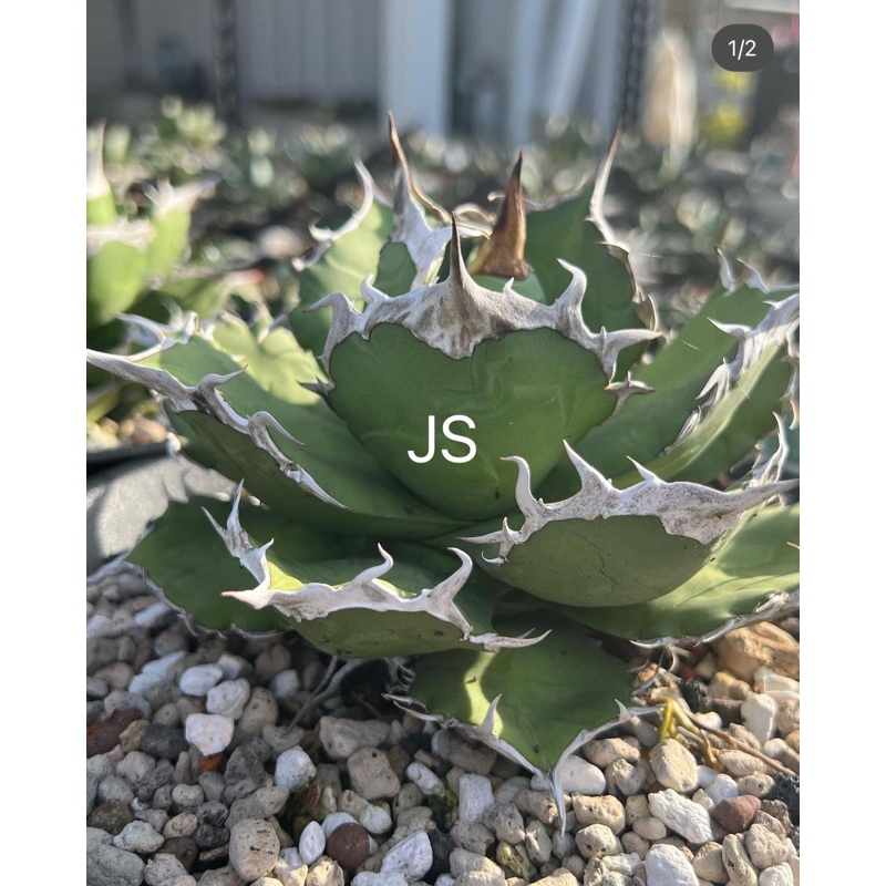 多肉植物 龍舌蘭 agave 《JS龍虎園》羽毛嚴龍