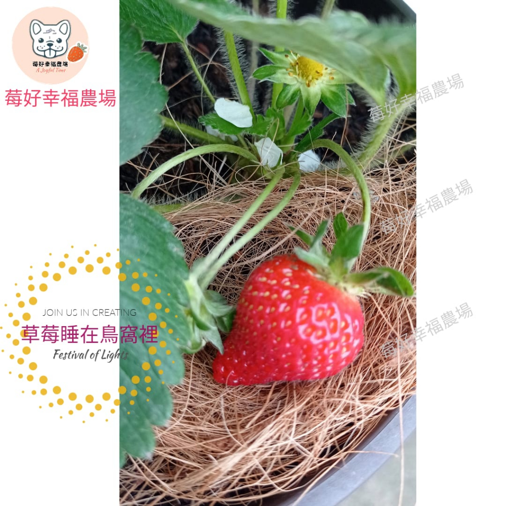 草莓睡在鳥窩裡 - 簡易栽培組 🍓莓好幸福農場🍓草莓種植 草莓苗栽培 草莓盆栽 草莓植栽