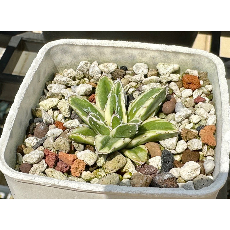 笹之雪覆輪（羽斑） Agave victoriae-reginae f. marginata（3吋盆）