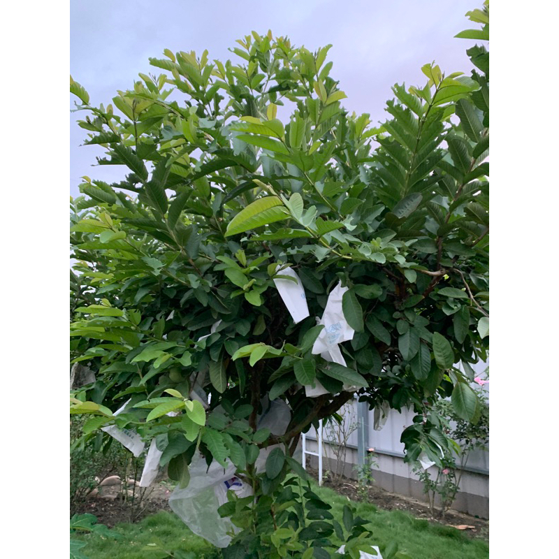 芭樂葉。哈斯酪梨葉。芒果葉。都是新鮮現採。竹節蟲最愛（50克）