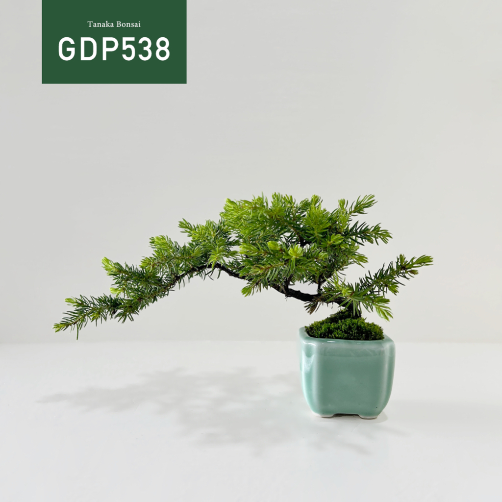 【Tanaka Bonsai】GDP538 黃金杜松盆景 | 松柏盆栽