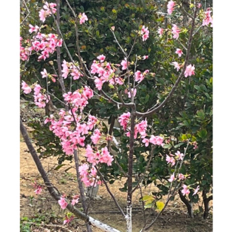 吉野櫻花苗！粉紅吉野櫻！染井吉野櫻！嫁接苗4寸高腳黑軟盆！