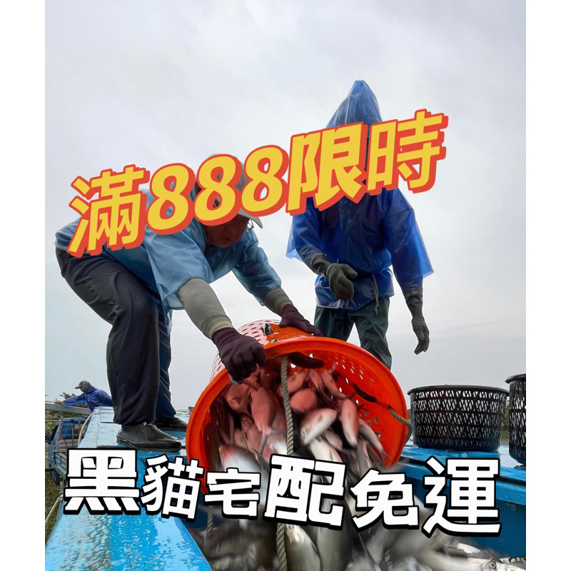 去刺厚切帶肉虱目魚 魚皮滿888免運黑貓冷凍宅配 虱目魚皮新鮮現撈 去刺虱目魚肚 媽媽/產地直送 魚肚/無刺/團購/低價