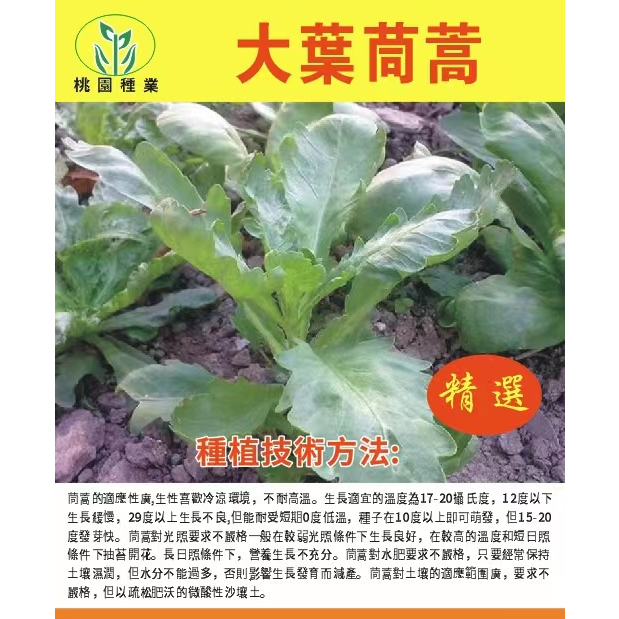 【原廠包裝】【大葉茼蒿種子】大葉茼蒿種子皇帝菜春季夏秋冬盆栽陽台四季青蔬菜種籽孑現在農家