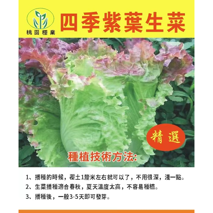 紫葉生菜子 種子 有機沙拉菜種子  種植耐寒耐  高溫  熱庭院四季種蔬菜子