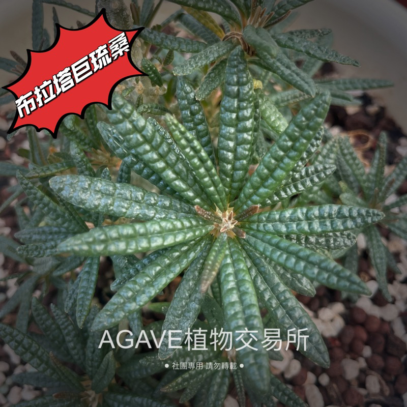 Dorstenia gigas bullata 布拉塔巨琉桑 又稱泡泡葉巨琉桑 販售圖二 扦插穩根株 含盆寄出