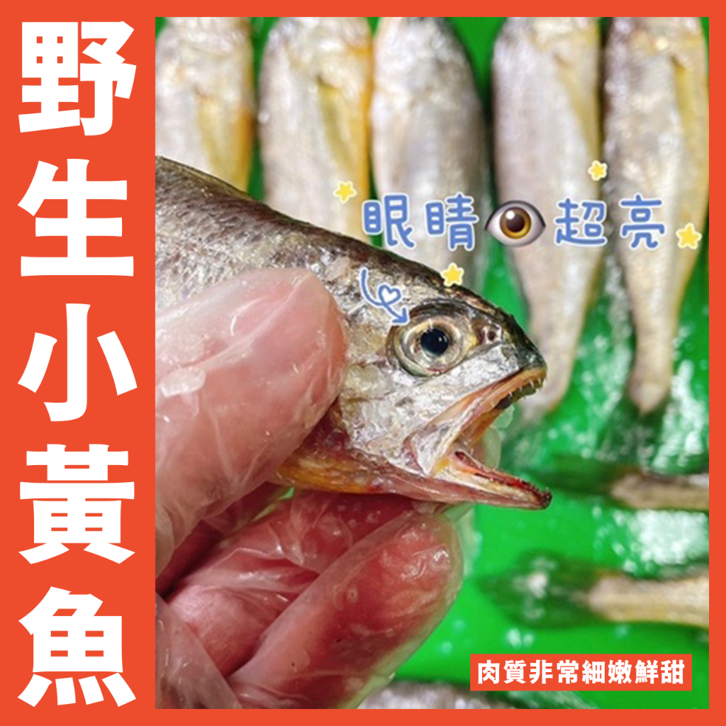 【鮮煮義美食街】最新到貨🔥馬祖野生冰鮮小黃魚 1公斤