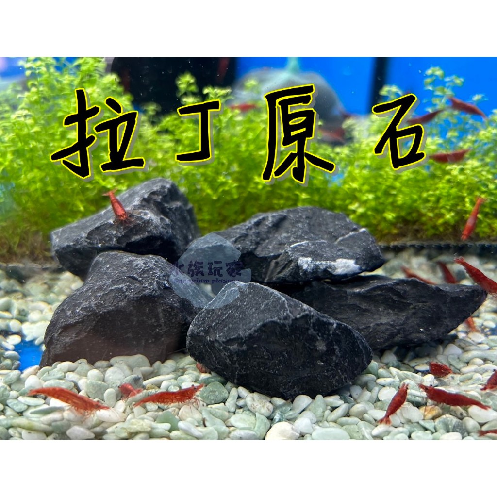 拉丁原石 拉丁石 濾材 水族造景 底沙 造景石